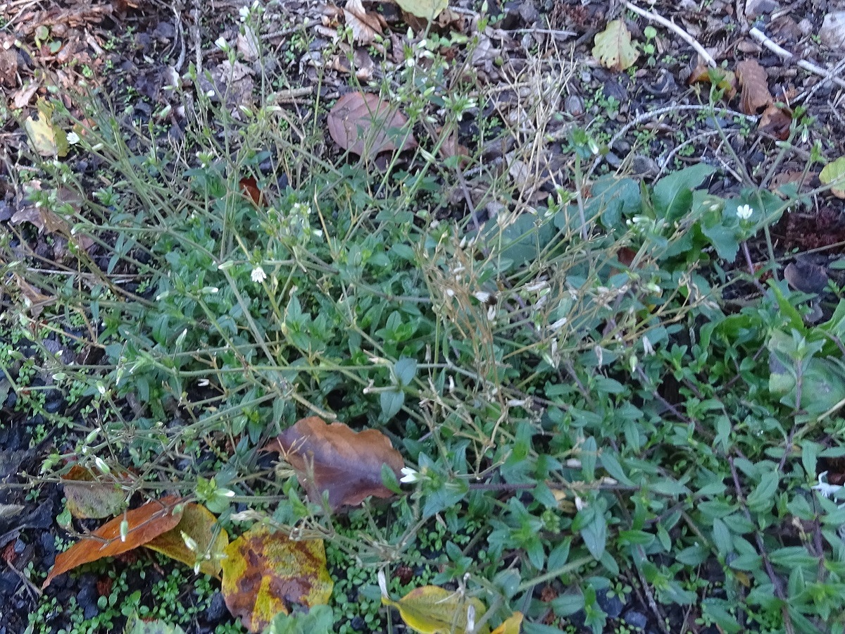 Cerastium fontanum subsp. vulgare (Caryophyllaceae)